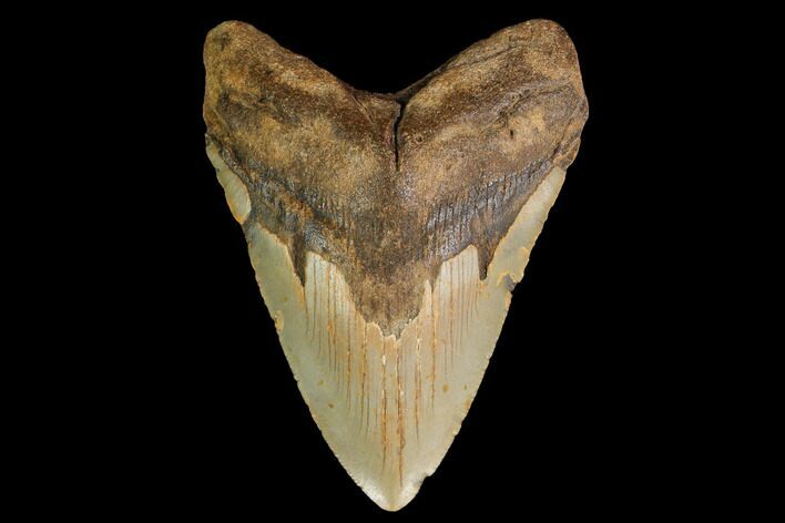 Fossil Megalodon Tooth - North Carolina #147539